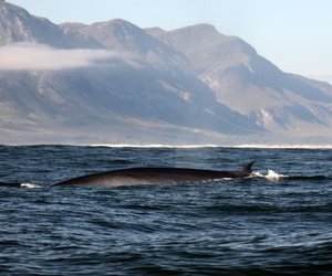 The Brydes Whale